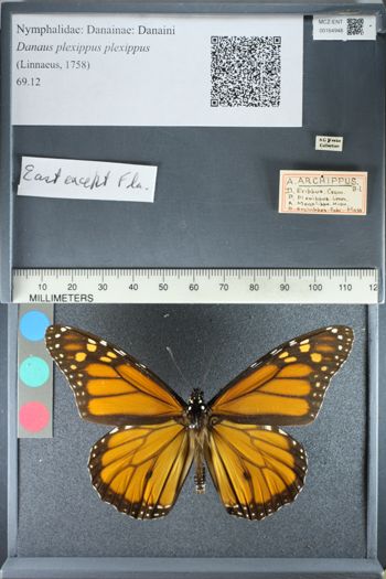Media type: image;   Entomology 164948